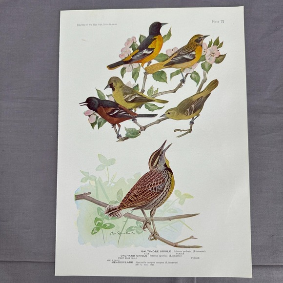 Other - Louis Fuertes Baltimore Orchard Orioles Meadowlark 1936 Vintage Plate Wall Art